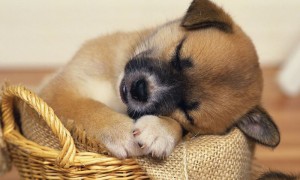 关于近期博客更新速度的通告