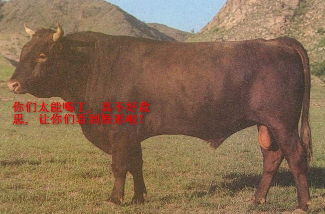 红牛原型
